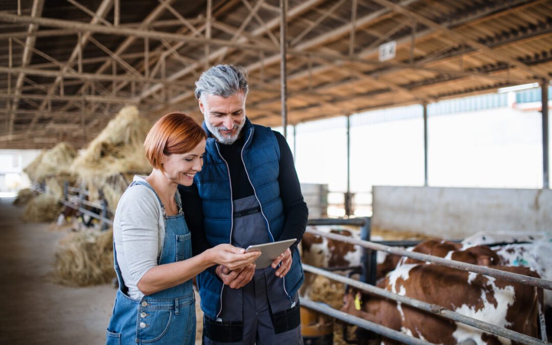 Couple glancing at tablet on a dairy farm